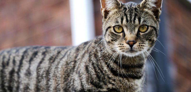 How the Cat Gets Its Stripes: It’s Genetics, Not a Folk Tale