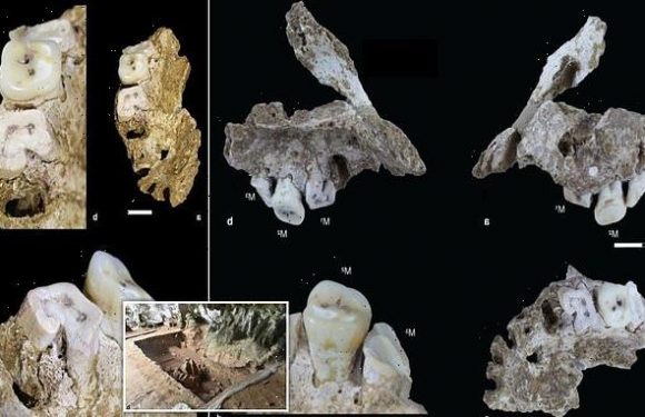 Human jawbone dating back 25,000 years is found in an Indonesian cave