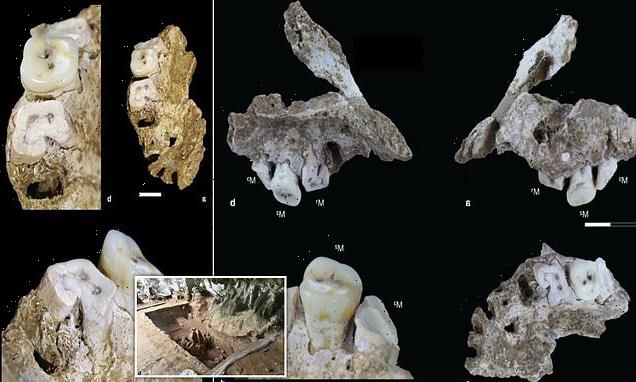 Human jawbone dating back 25,000 years is found in an Indonesian cave