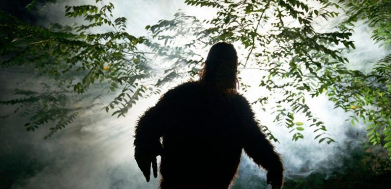 ‘I saw two Bigfoot creatures fight and it was so terrifying I wet myself’