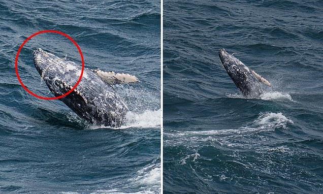 Images show whale with net wrapped around its mouth off NSW east coast