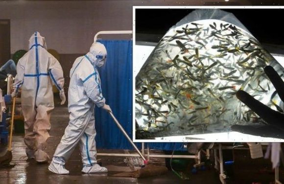 India outbreak fears: ‘Killer’ fish deployed to fight deadly disease as 10,000 infected