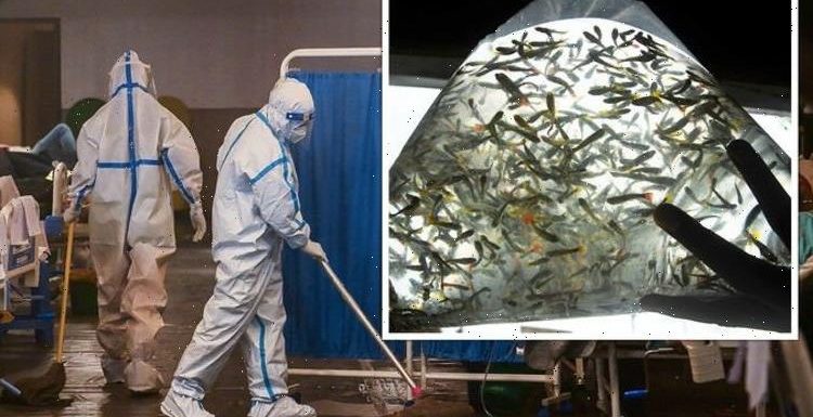 India outbreak fears: ‘Killer’ fish deployed to fight deadly disease as 10,000 infected