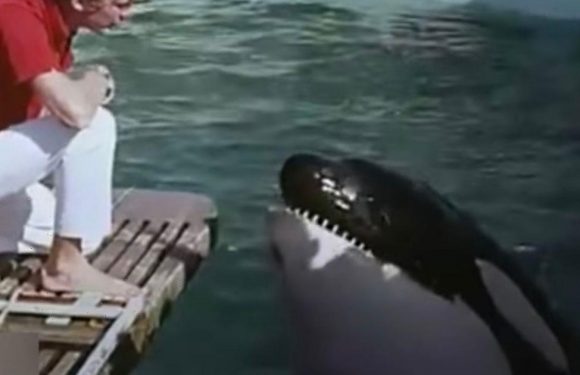 Killer whale who tried to bite trainers ‘killed himself’ by head-butting tank