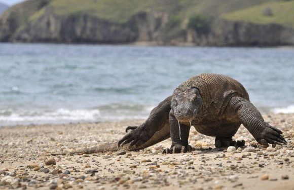 Komodo Dragons Are Now Endangered and ‘Moving Toward Extinction’