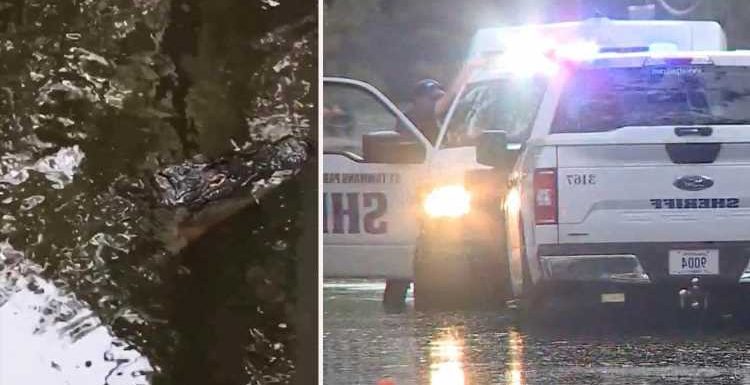 Louisiana dad, 71, savaged by alligator in front of horrified wife amid Hurricane Ida is named as hunt for body goes on