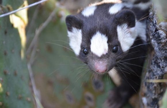 Meet the Spotted Skunks. They’ve Been Keeping a Secret From Us.