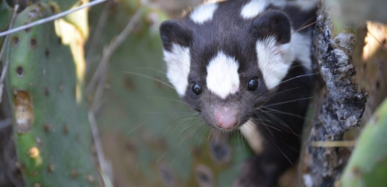 Meet the Spotted Skunks. They’ve Been Keeping a Secret From Us.