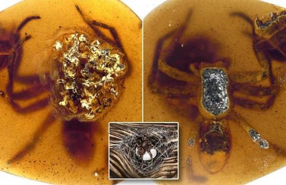 Mother spider has been protecting her young for 99 million years