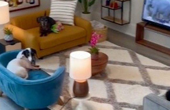 Owner makes fully furnished living room for dogs with TV, bar cart and sofas