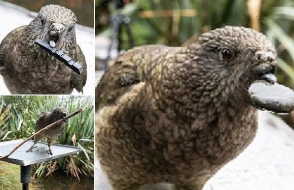 Parrot who lost the top half of his beak seen using PEBBLES to preen