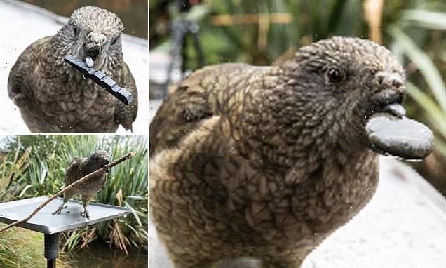 Parrot who lost the top half of his beak seen using PEBBLES to preen