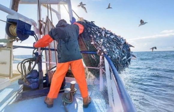 Protect our waters! UK’s block on France vindicated as fish stocks found at HIGH risk