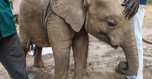 Reuniting an Orphan Elephant and Her Mom, Perhaps, With DNA and Luck