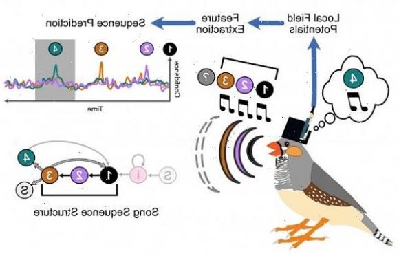 Scientists read bird' brain signals to predict what they'll sing next