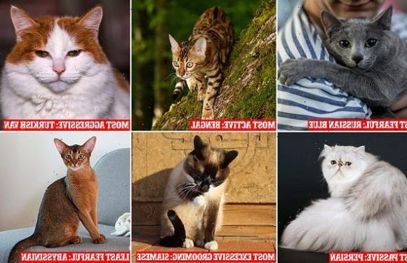 Scientists reveal key PURR-sonality differences between cat breeds