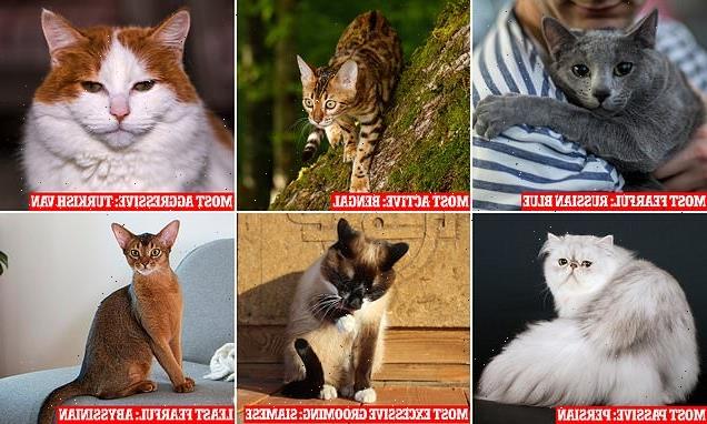 Scientists reveal key PURR-sonality differences between cat breeds