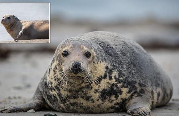 Seal numbers in the Thames have fallen by 12%, report reveals