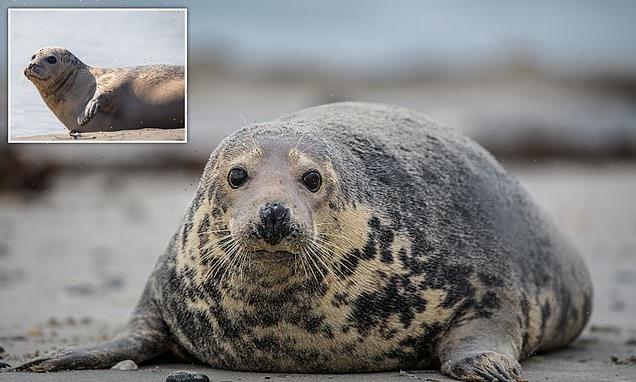 Seal numbers in the Thames have fallen by 12%, report reveals