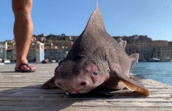 Shark with face of pig caught in Italy – bizarre ‘grunting’ deep-sea fish baffles locals