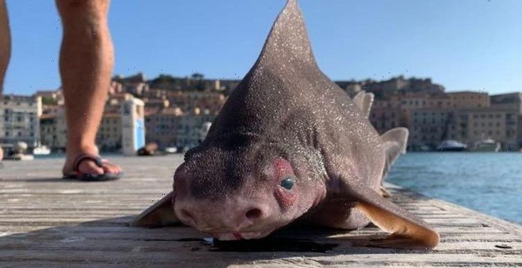 Shark with face of pig caught in Italy – bizarre ‘grunting’ deep-sea fish baffles locals