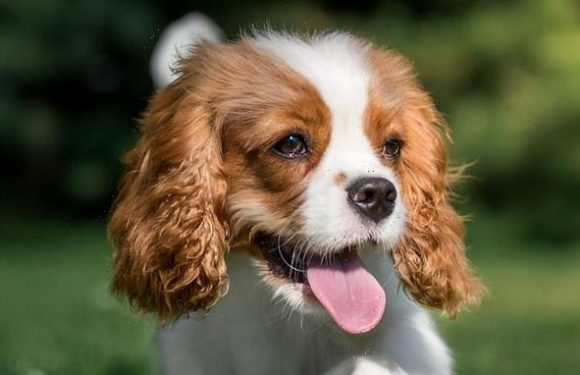 Study reveals dog breed with the most disease-causing genetic variants