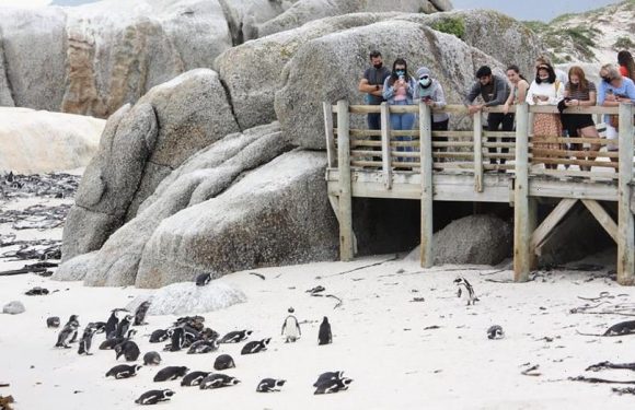 Swarm of bees kill more than 60 endangered penguins in South Africa