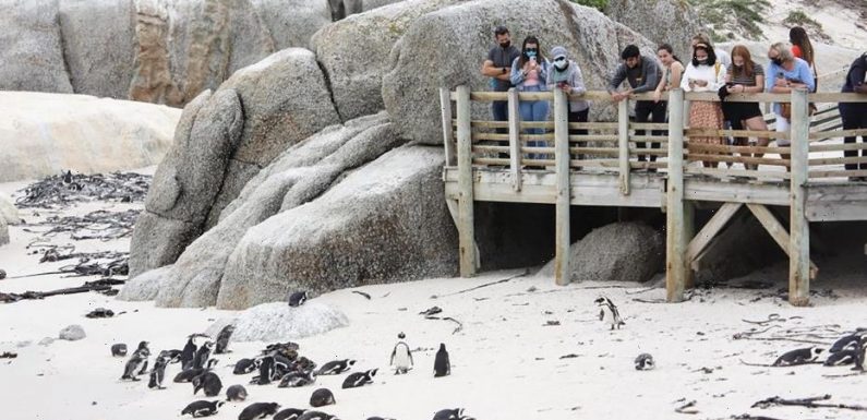 Swarm of bees kill more than 60 endangered penguins in South Africa