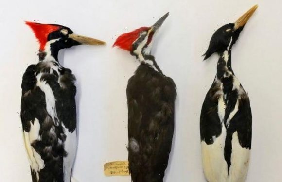 USA to declare 23 species extinct in harrowing climate change warning