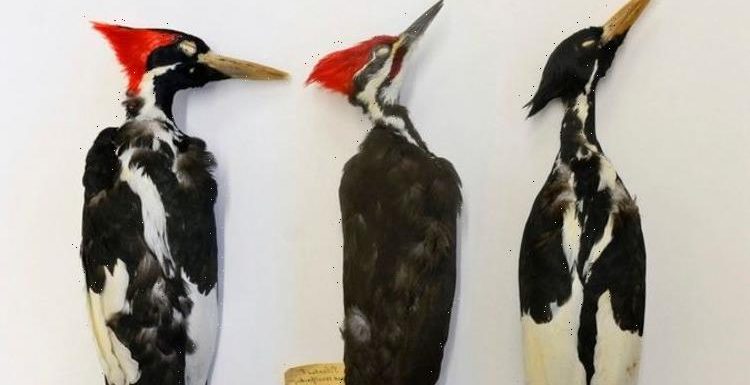 USA to declare 23 species extinct in harrowing climate change warning