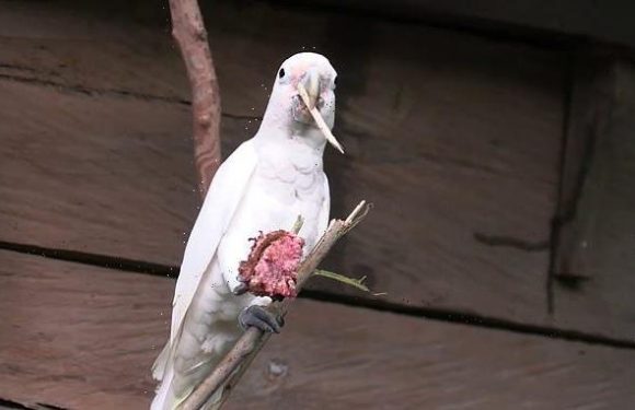 Wild cockatoos can make utensils out of branches to open fruit stones