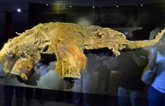 Woolly mammoth resurrection? Scientists say it's in process