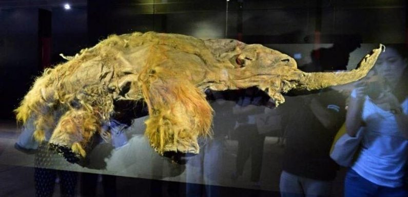 Woolly mammoth resurrection? Scientists say it's in process