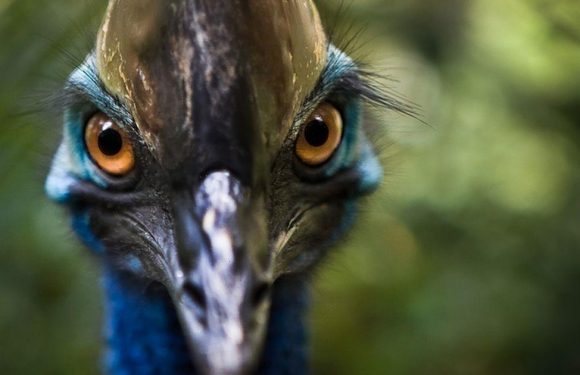 World’s most dangerous bird with knife-like toes ‘raised by pre-historic humans’