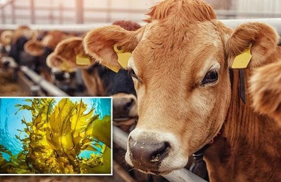 A seaweed diet can cut methane released by cow burbs and gas