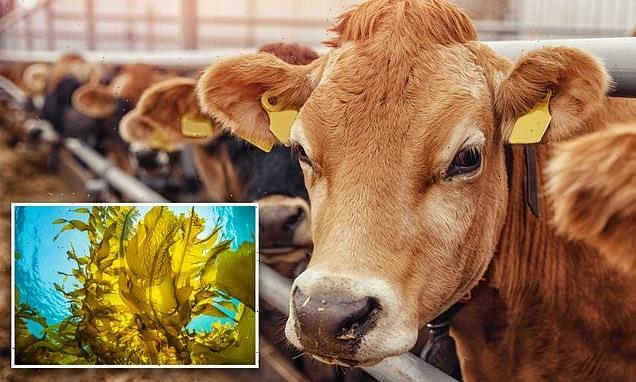 A seaweed diet can cut methane released by cow burbs and gas