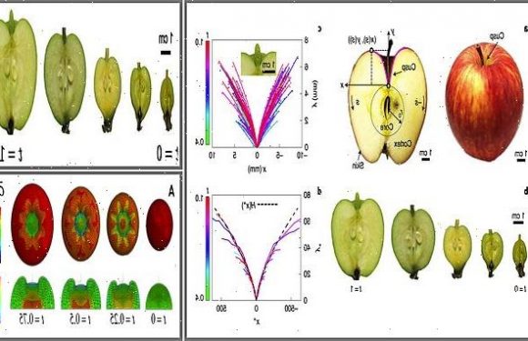 Apples: Mathematical analysis reveals how the apple gets its shape