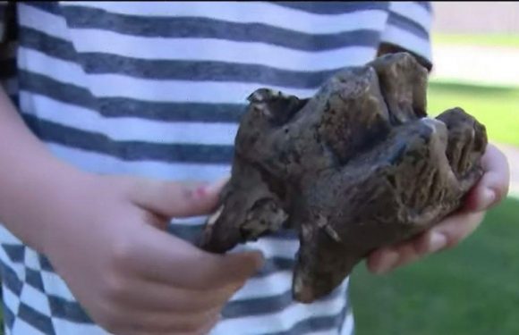 Boy, 6, finds 12,000-year-old tooth from extinct ancient beast on family walk