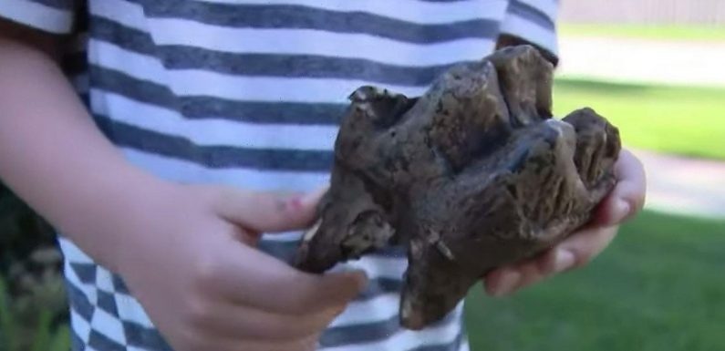 Boy, 6, finds 12,000-year-old tooth from extinct ancient beast on family walk