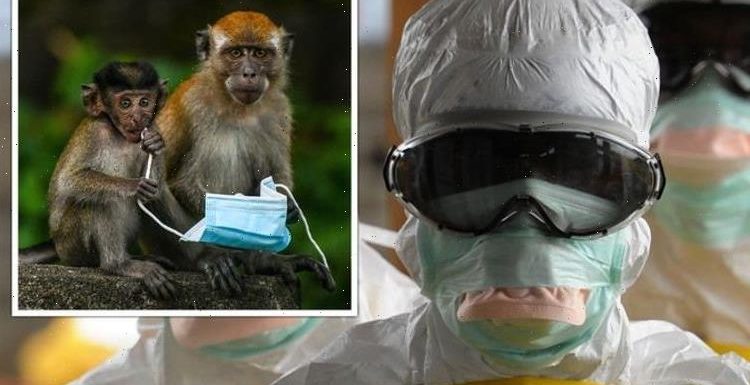 Ebola breakthrough as ‘Achilles heel’ of virus exposed after ‘unexpected’ monkey discovery