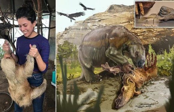 Extinct sloth 'was not a strict vegetarian like its living relatives'