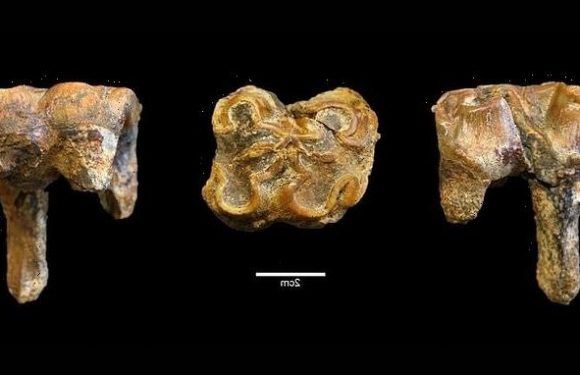 Giant three tonne HIPPOS roamed Britain one million years ago