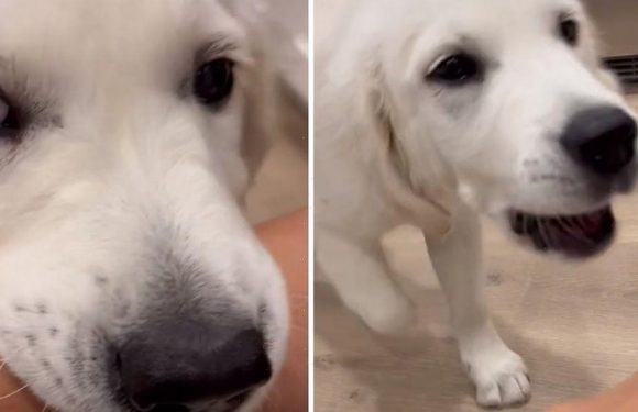 Golden retriever pup’s impossibly cute way of greeting his best friends