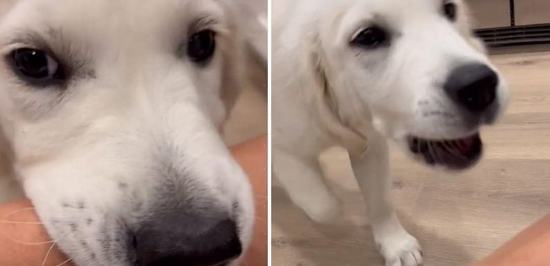 Golden retriever pup’s impossibly cute way of greeting his best friends