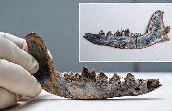 Humans domesticated dogs in Central America in 10000BC