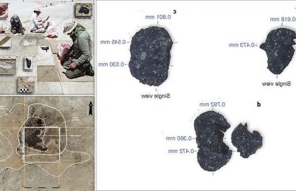 Humans used tobacco 12,300 years ago, seeds in ancient fireplace show