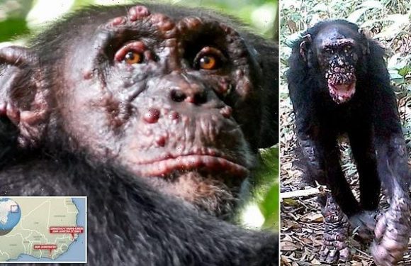 Leprosy is discovered in wild CHIMPANZEES for the first time