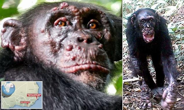 Leprosy is discovered in wild CHIMPANZEES for the first time