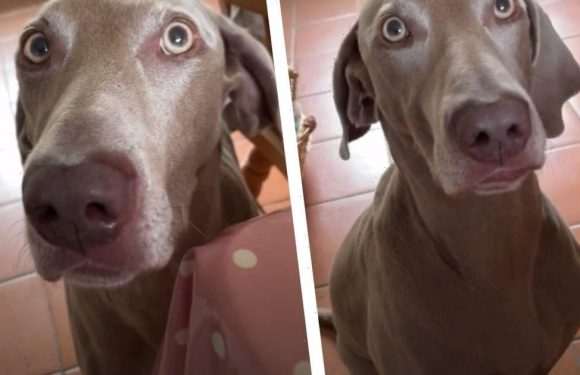 McDonald’s-obsessed dog begs for cheeseburger in hilarious TikTok video