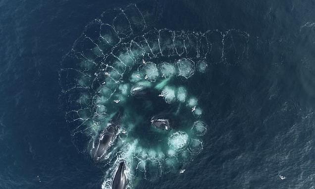 Mesmerising footage shows whales creating a spiral to catch krill